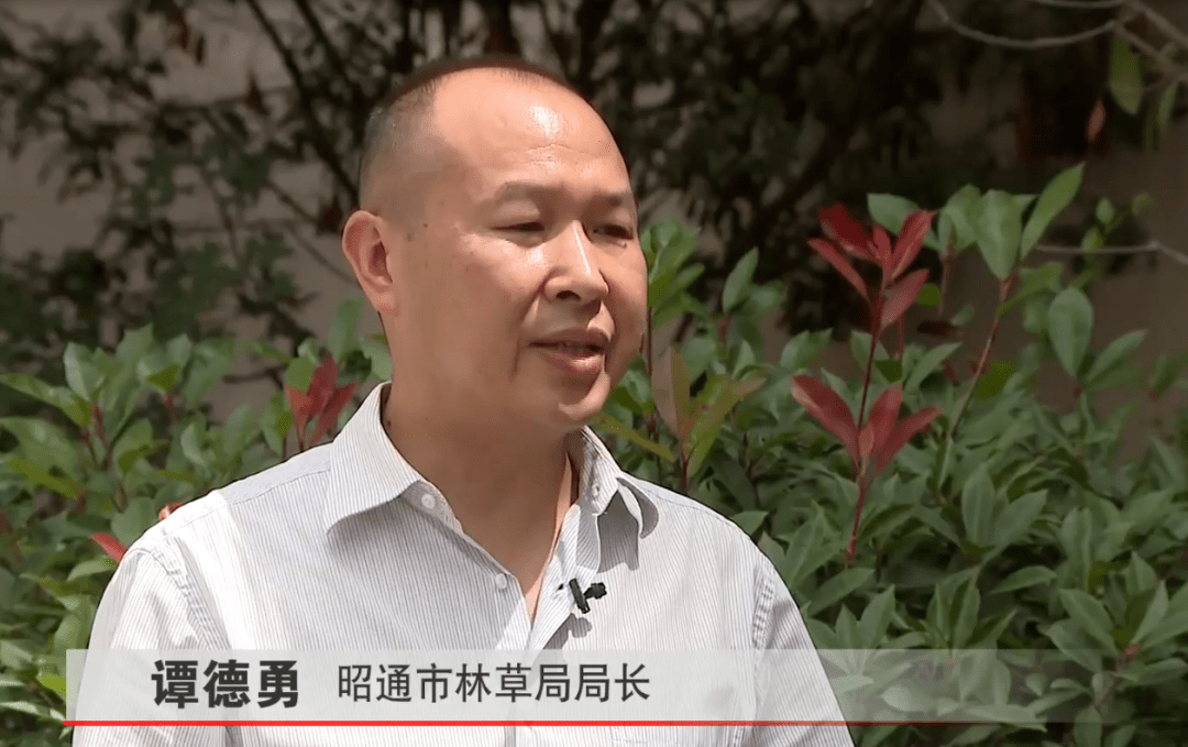 昭通市林草局局长谭德勇"我们的竹林面积达到了450万亩,产值达到52个