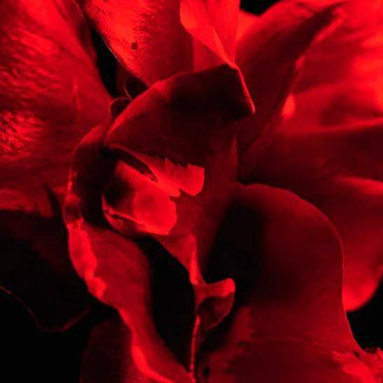 香气寻香 | 人间理想：把富贵穿在身上！