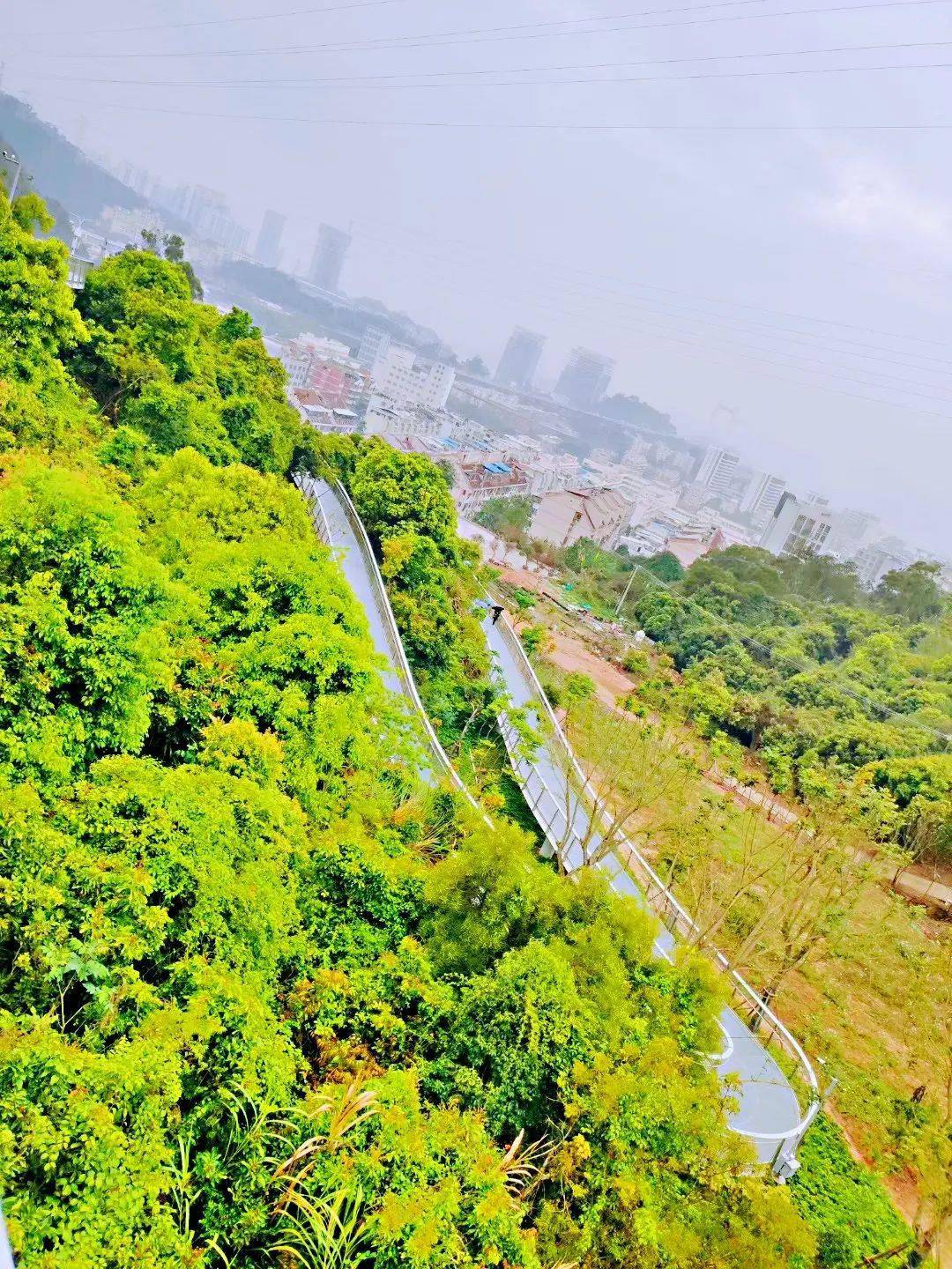 厦门_海上_樱花开