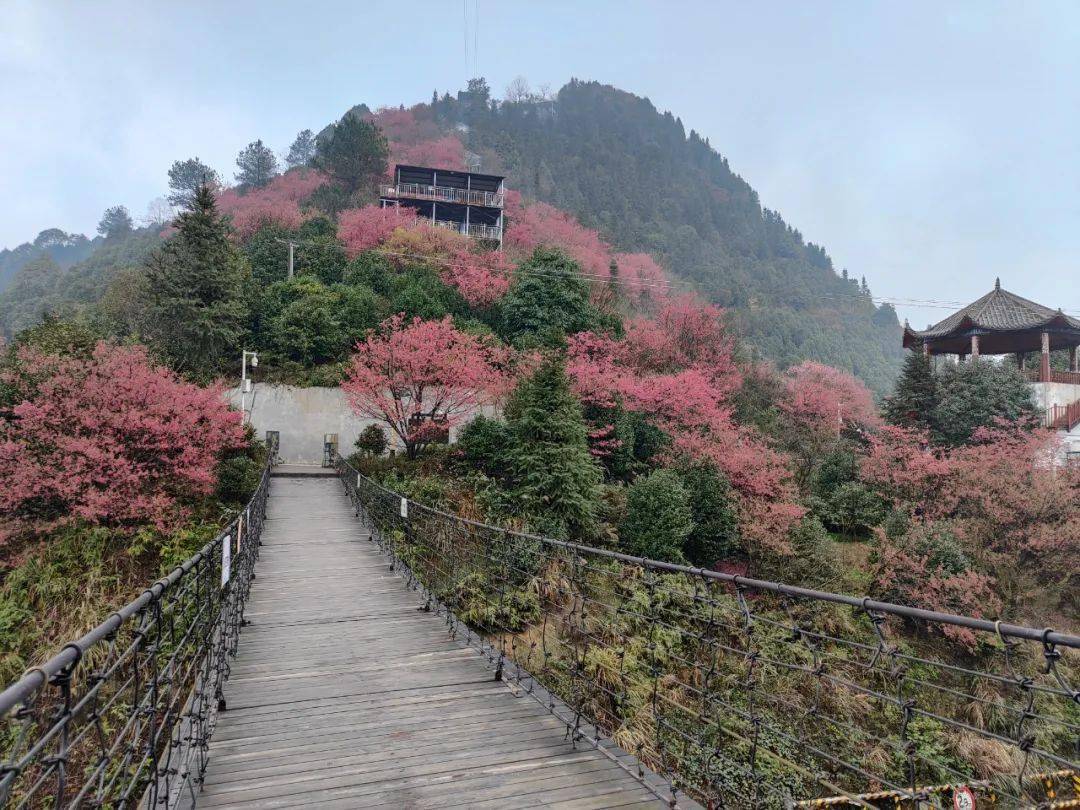 珙县龙茶花海景区的樱花也开了(珙县文旅供图)南溪古街的梅花也非常惹