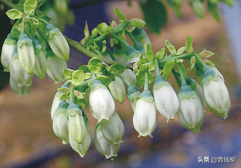 三个兔眼蓝莓品种南京地区引种表现及配套栽培技术