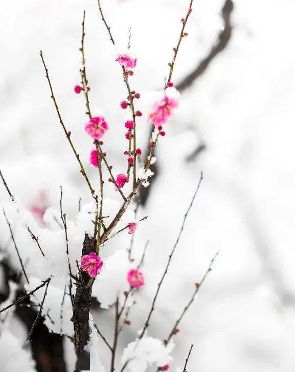 朗诵 半枝梅开 待春来 雪花 素梅 花瓣