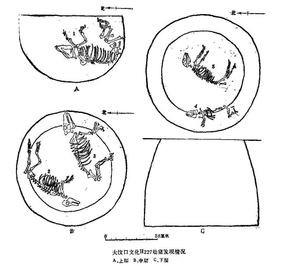 時期h227灰坑掩埋幼豬情況展廳內展示的大汶口文化時期蚌器,魚骨骨器