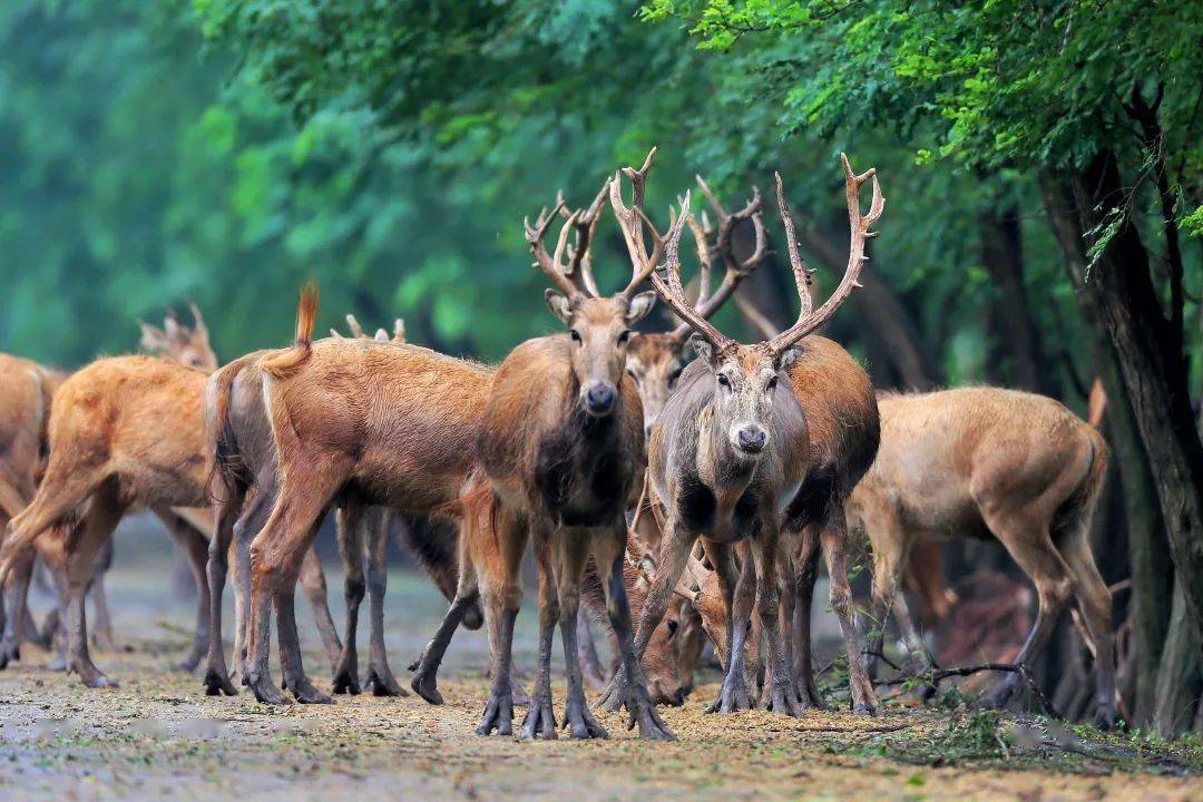 图/携程图库 c-image这里生活着世界上60%的麋鹿,拥有世界最大的麋鹿