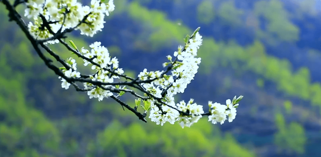 三年,西征军余部启王梁成富,召武王蔡荣昌率领太平军从四川沿嘉陵江