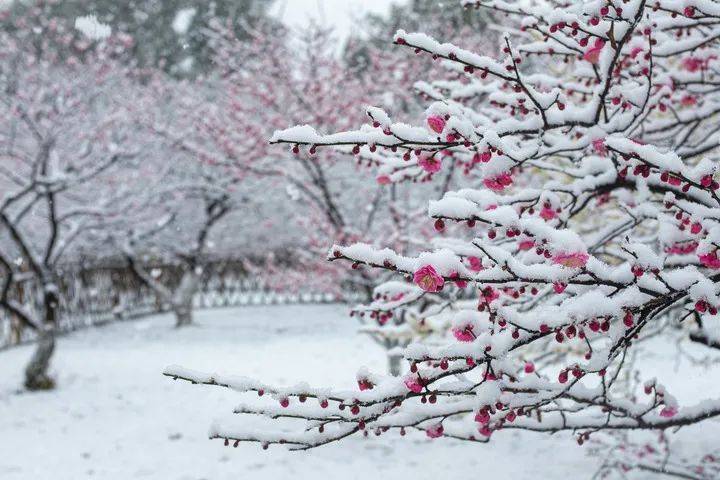 断桥的路上不是在断桥今天的杭州人有网友说:走,打卡西湖雪景到了中午