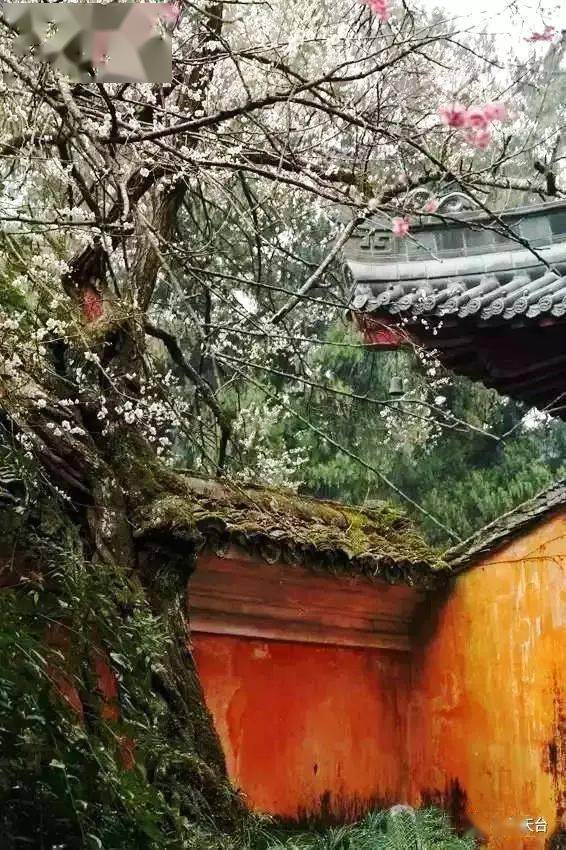 亲, 记得我们的虎年春天之约——天台山国清寺隋梅花开!