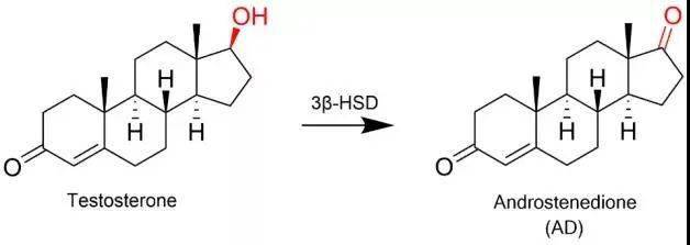 cell子刊腸道細菌降解雄性激素並與男性抑鬱症有關