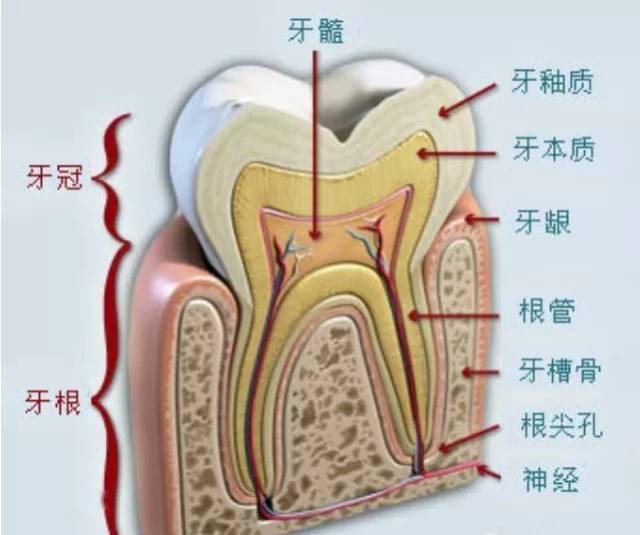 预防蛀牙了解龋齿发展的五个阶段前四个阶段都可以救