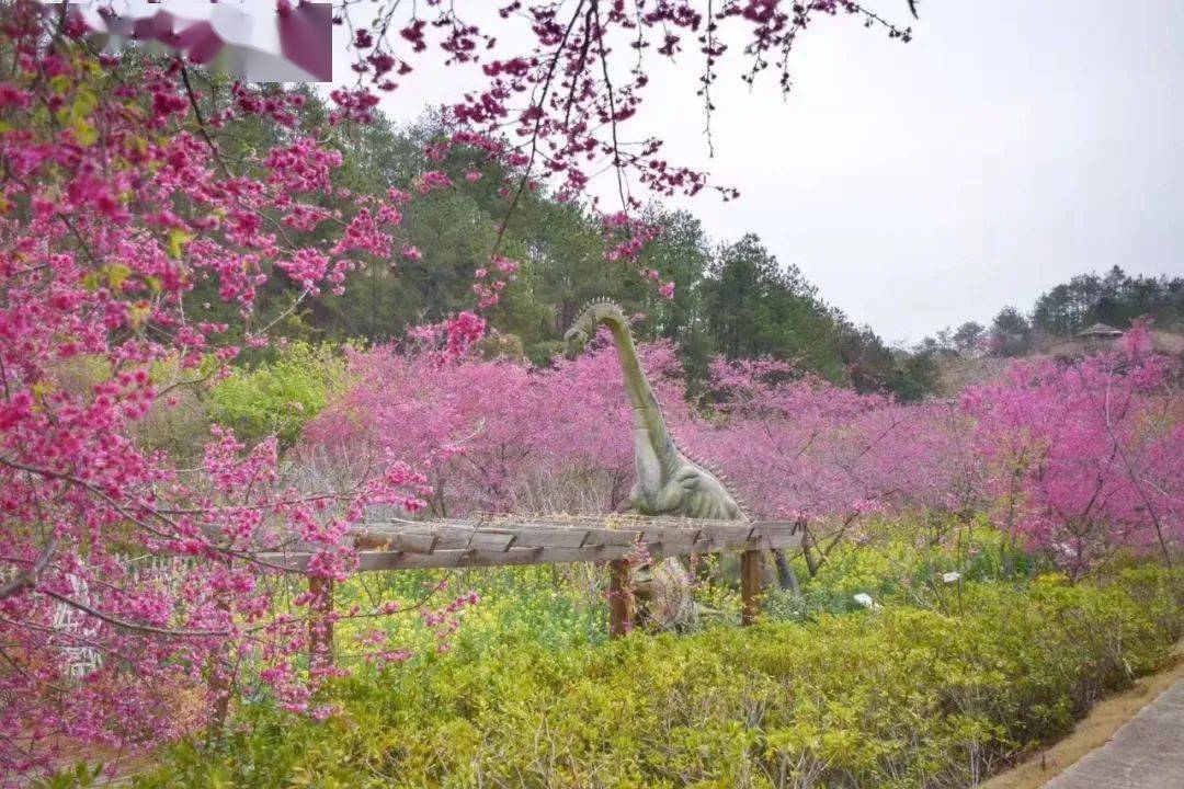 爱丽丝庄园樱花谷图片