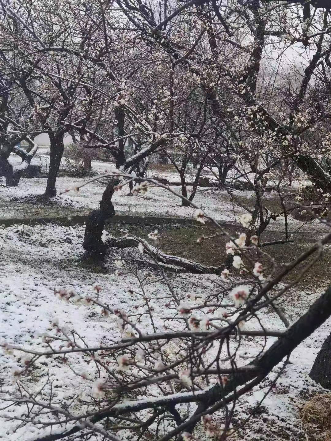 赏樱|上海跨省团队游重启，赏花、滑雪、避寒和防疫都安排上了