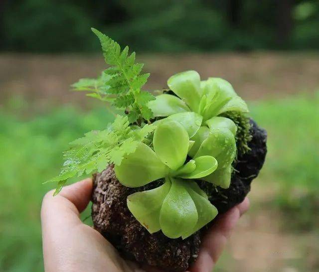 日式山野草盆栽欣赏200款_园艺_苔藓_美文