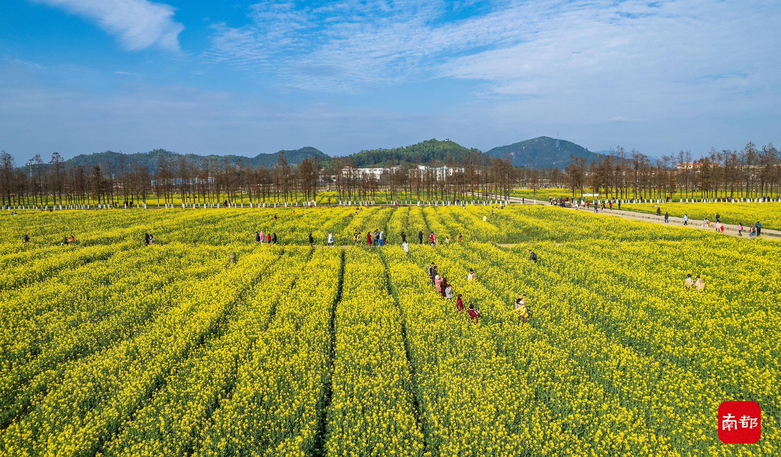 花海|珠海美丽乡村花海绽放，巨幅稻田画里送祝福