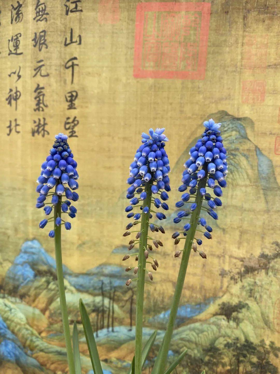 葡萄风信子石竹菊花瓜叶菊石斛兰红霞鬼叶针海棠八仙花月季荷兰菊