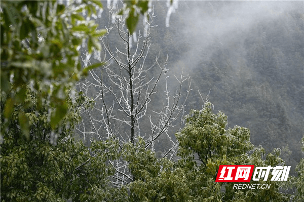 蓝山|湖南蓝山：冰凌雾凇惹人醉