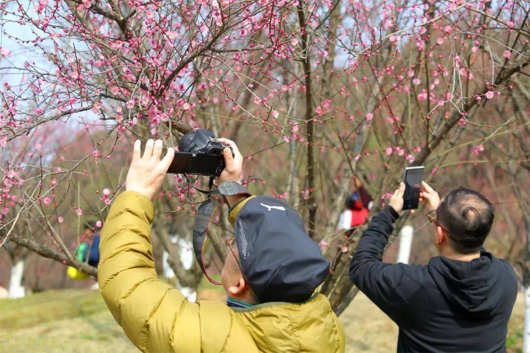 江西多地"梅"景如画靓丽迎春_梅花_游客_南昌