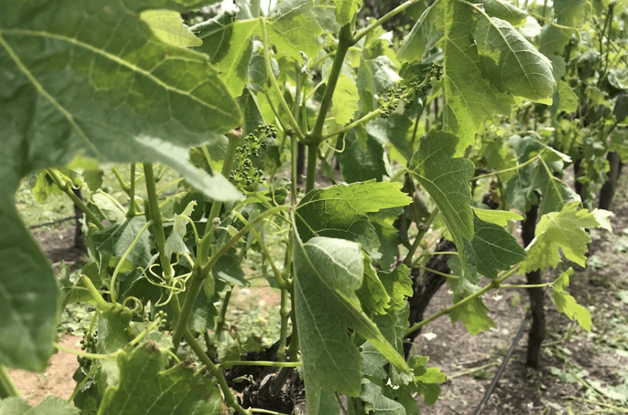 Wine|损失超60亿,出口下滑30%!澳大利亚葡萄酒遭遇严重冲击