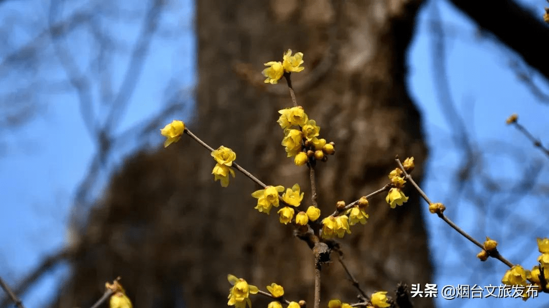 花为|等一个人，陪我去蓬莱阁闻香！