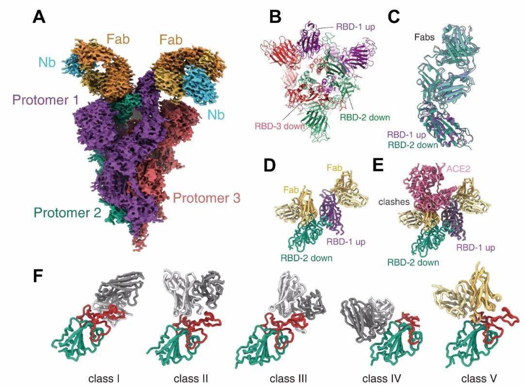 Science刊发论文 揭示Omicron迅速传播与免疫逃逸及JMB2002抑制Omicron的分子机制