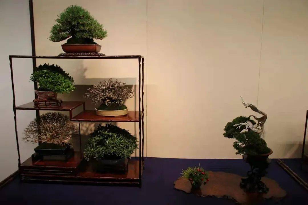 2022日本第九十六届国风展正在东京举行