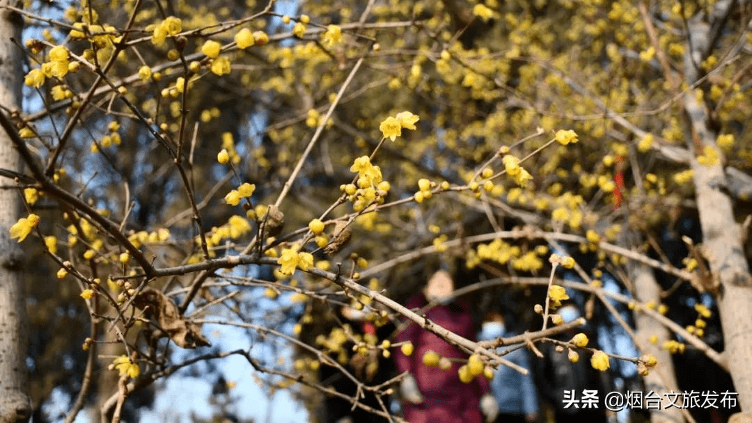 花为|等一个人，陪我去蓬莱阁闻香！