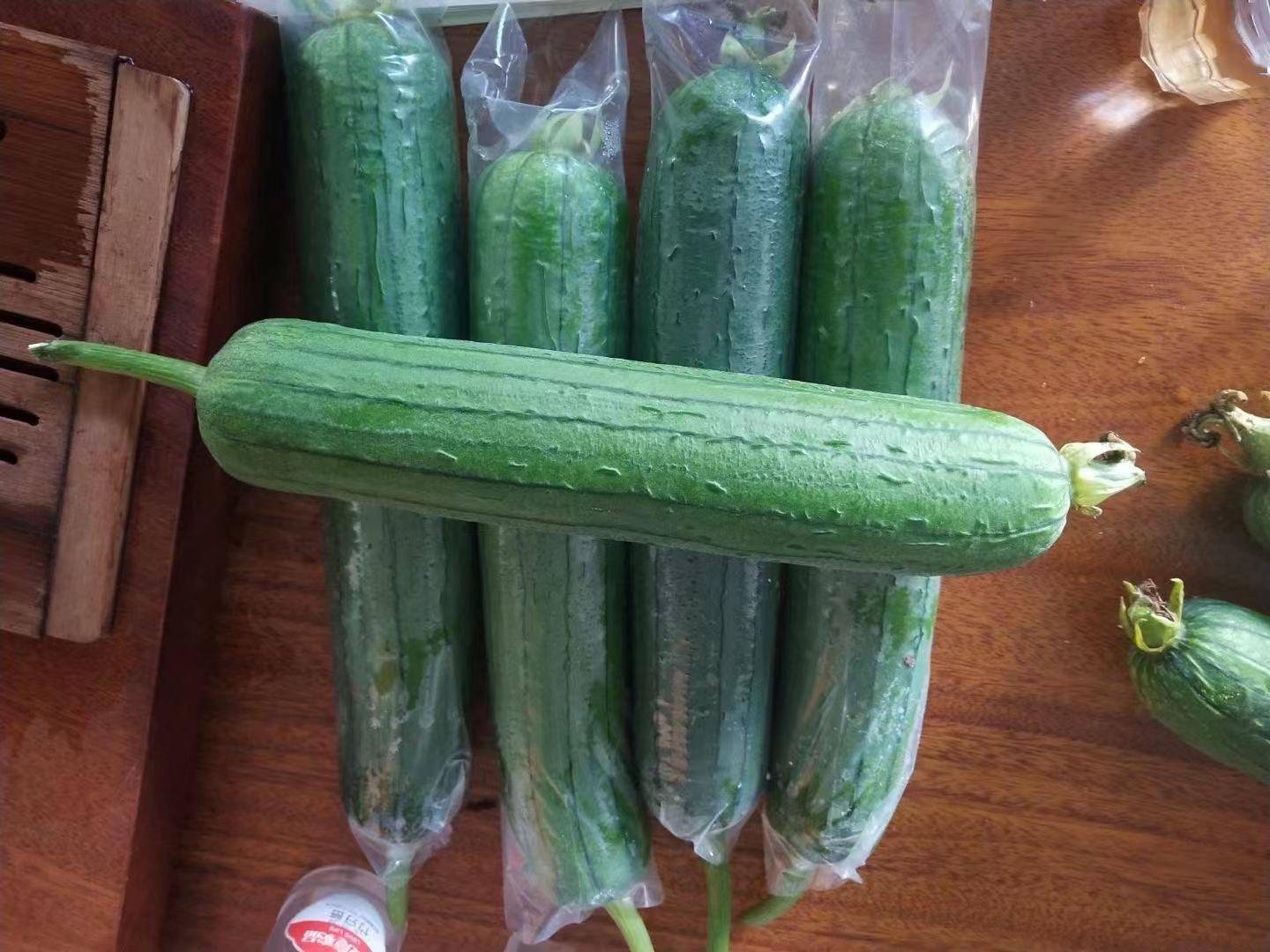 深绿色油亮型丝瓜,你心动了吗_品种_种植户_商品性