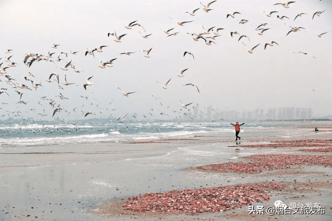 海鸥|千鸥云集贺新春！吸一口来自烟台的“鸥”气