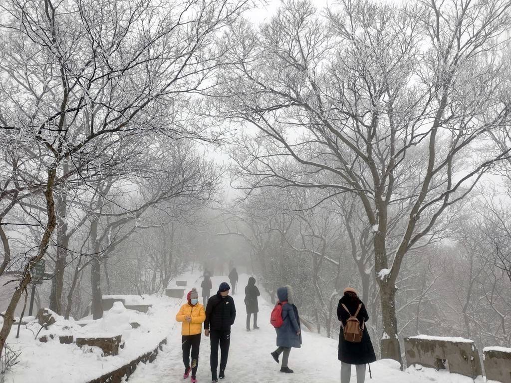 景色|南京虎年初雪 雪后紫金山玉树琼枝景色美