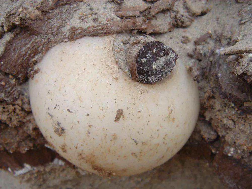 "全国十大考古新发现"新疆篇——若羌罗布泊小河墓地_墓葬_研究_文化