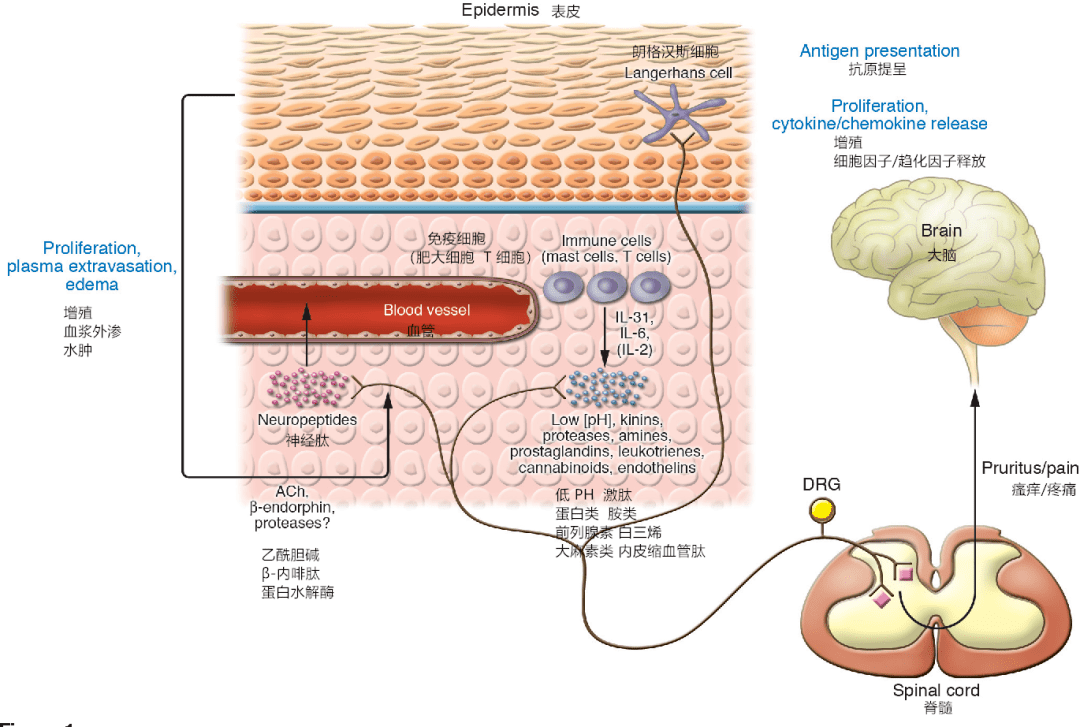 1.外周受体激活多种物质与顺行瘙痒刺激的产生和传播有关，包括：组胺组