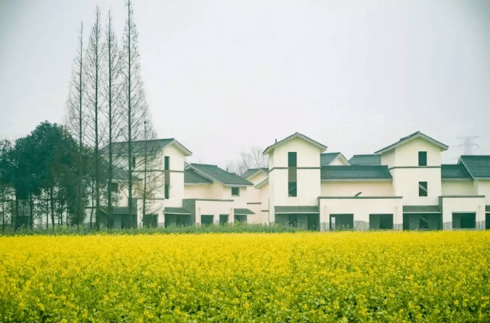 梅花|春雨润春花！周末升至14℃，成都第一抹春色速速安排