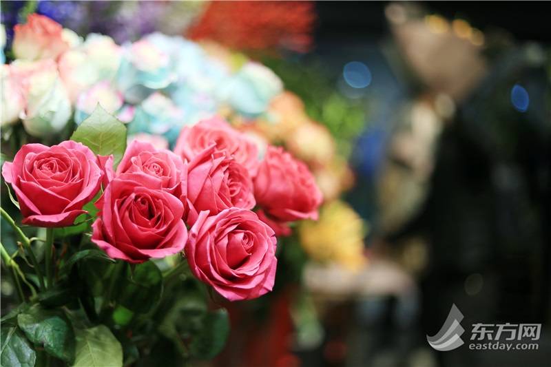 珍惜送你玫瑰花的那个ta 昆明寒冬催涨玫瑰花价沪上花商进货全靠抢 花市 影响 红玫瑰