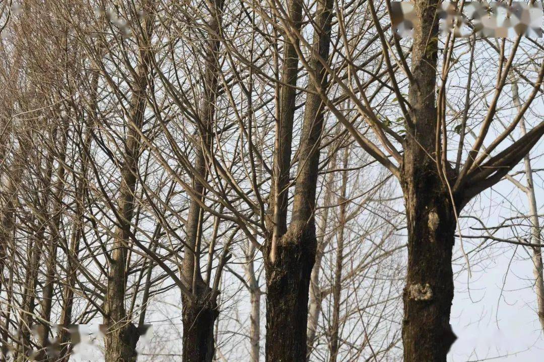 观察一棵树水杉7