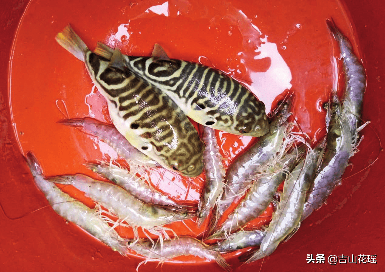 双斑东方鲀海水池塘分段养殖模式_hm_对虾_捕捞