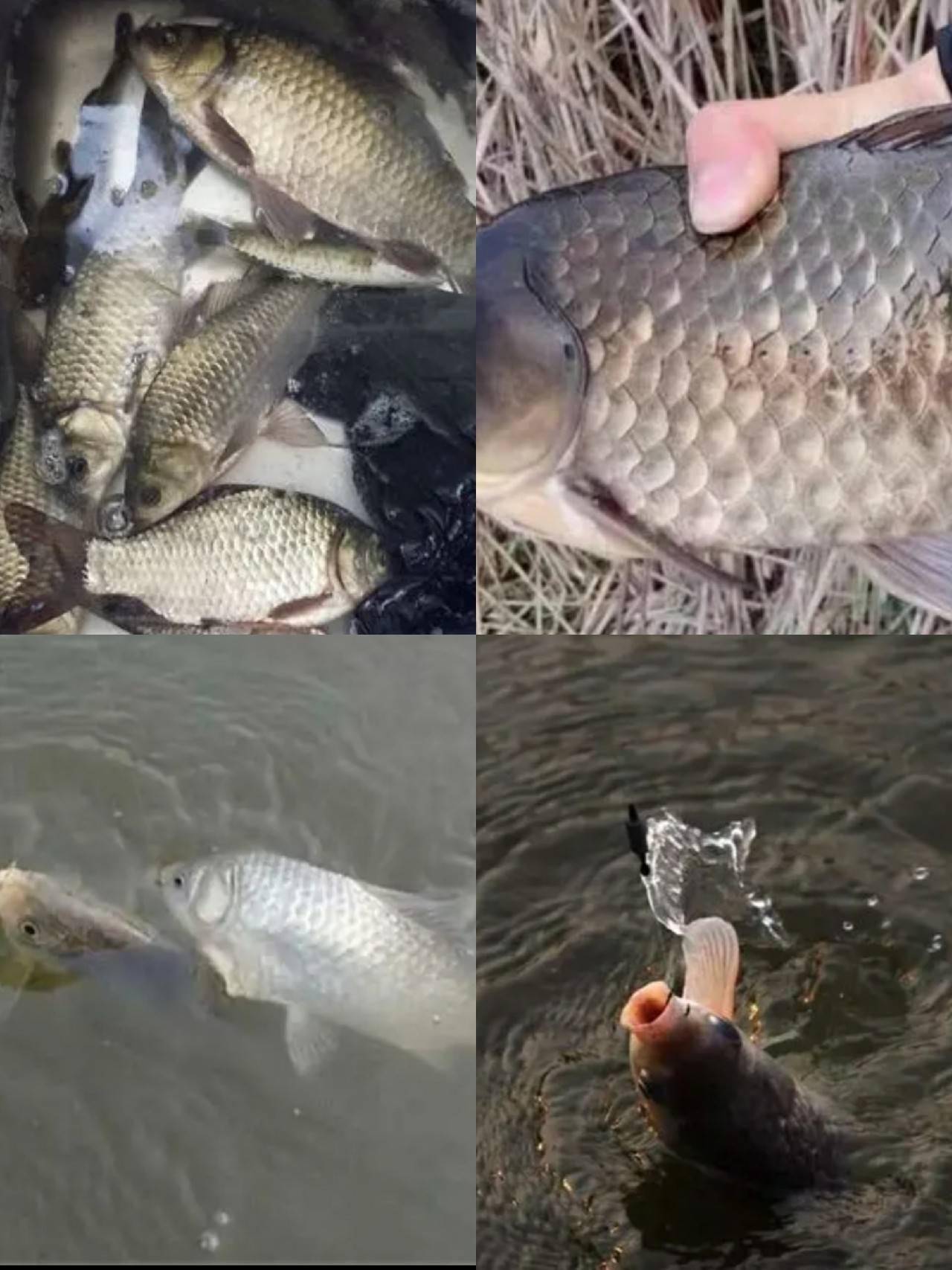为什么不能吃三花鲤鱼 89a931135bf64ca4a4557f78cc4819b2.jpeg