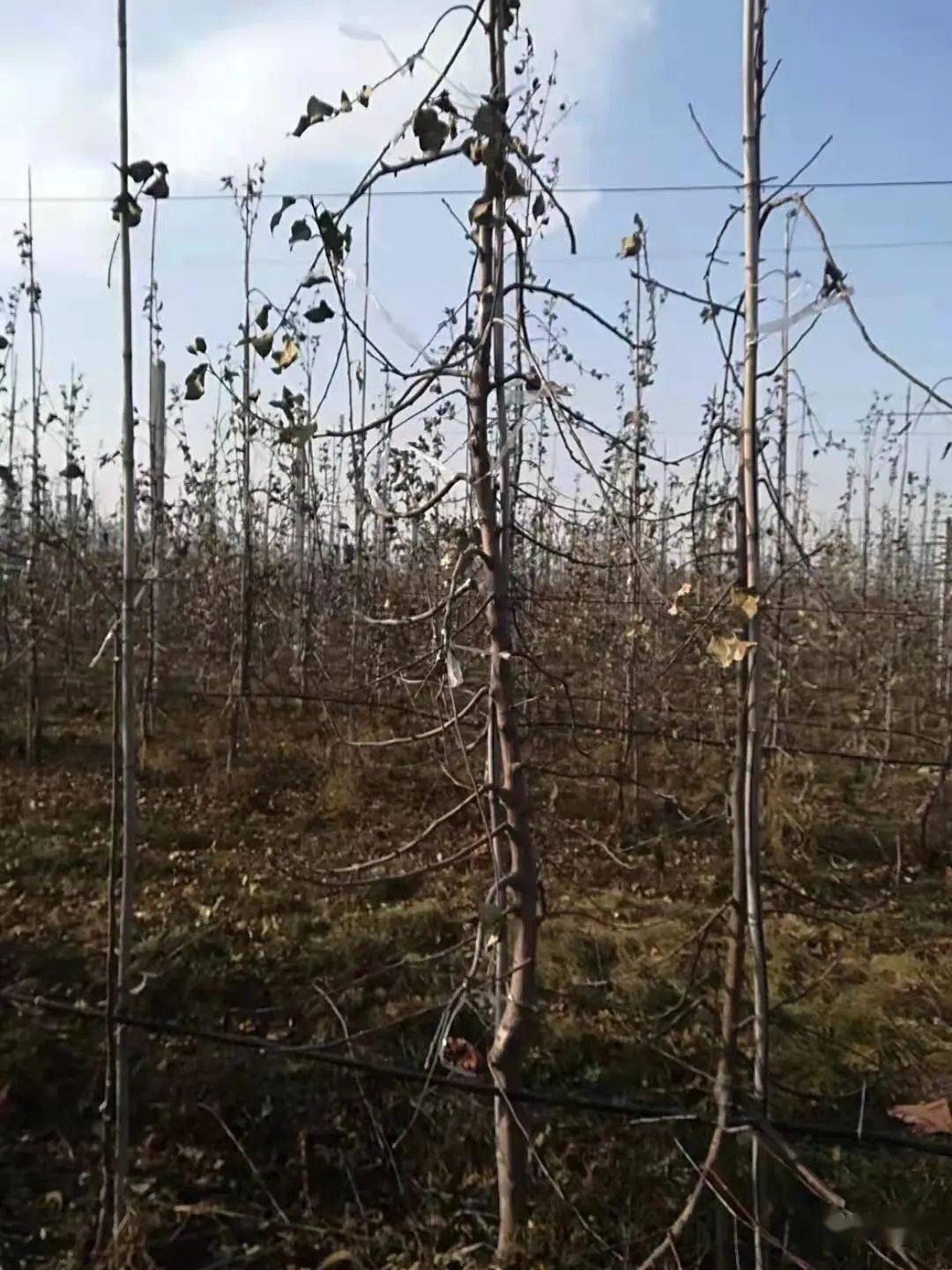 矮砧密植是现代果业发展的方向_果园_平台_密植园