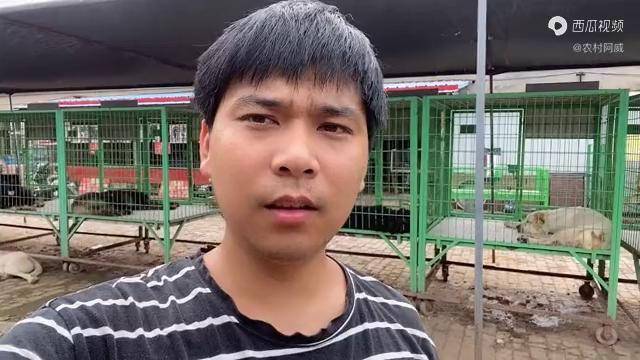 小情侣狗肉车解救可卡犬狗子害怕再被卖吓得直往后扯不愿走