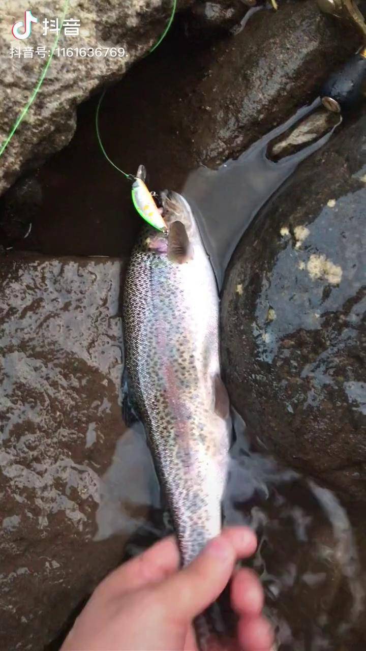 下班后的半个小时惊喜不断漂亮的虹鳟溪流路亚北海道虹鳟溪流装备代购