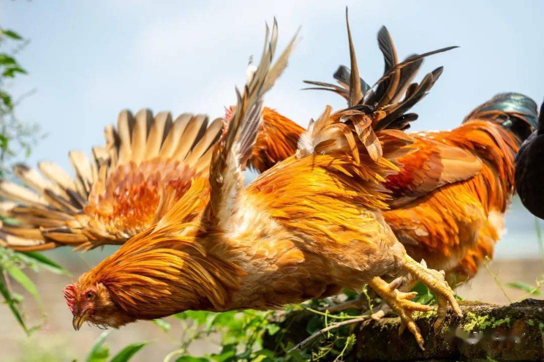 武平象洞鸡"飞上"《人民日报》～_连桂兴_养殖_产业