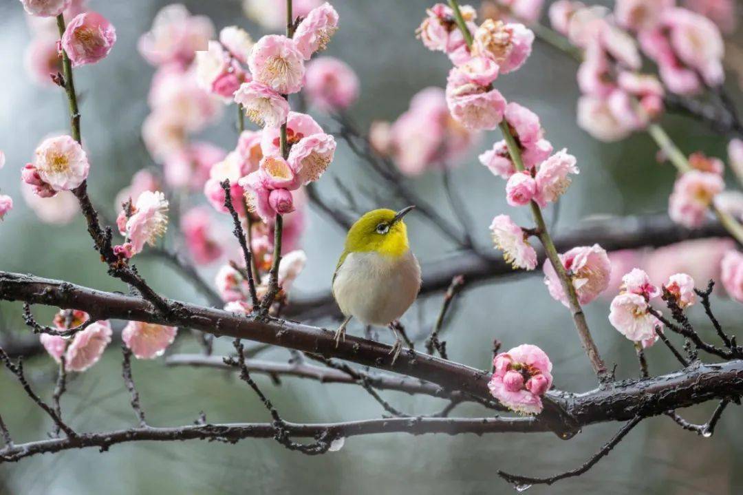 美cry 一起遇见太湖小 梅 好 梅花 林屋 梅海