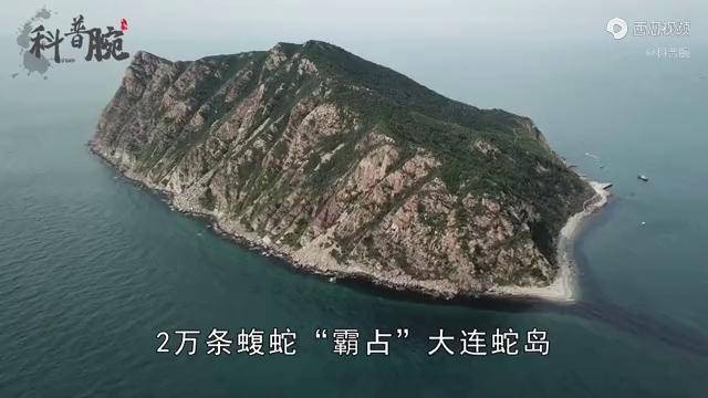 2万条蝮蛇霸占大连蛇岛丢两只野猪进去能吃完毒蛇吗