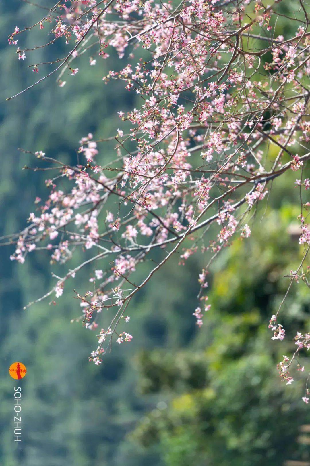 珠海这4000株樱花开得正美!速来打卡~