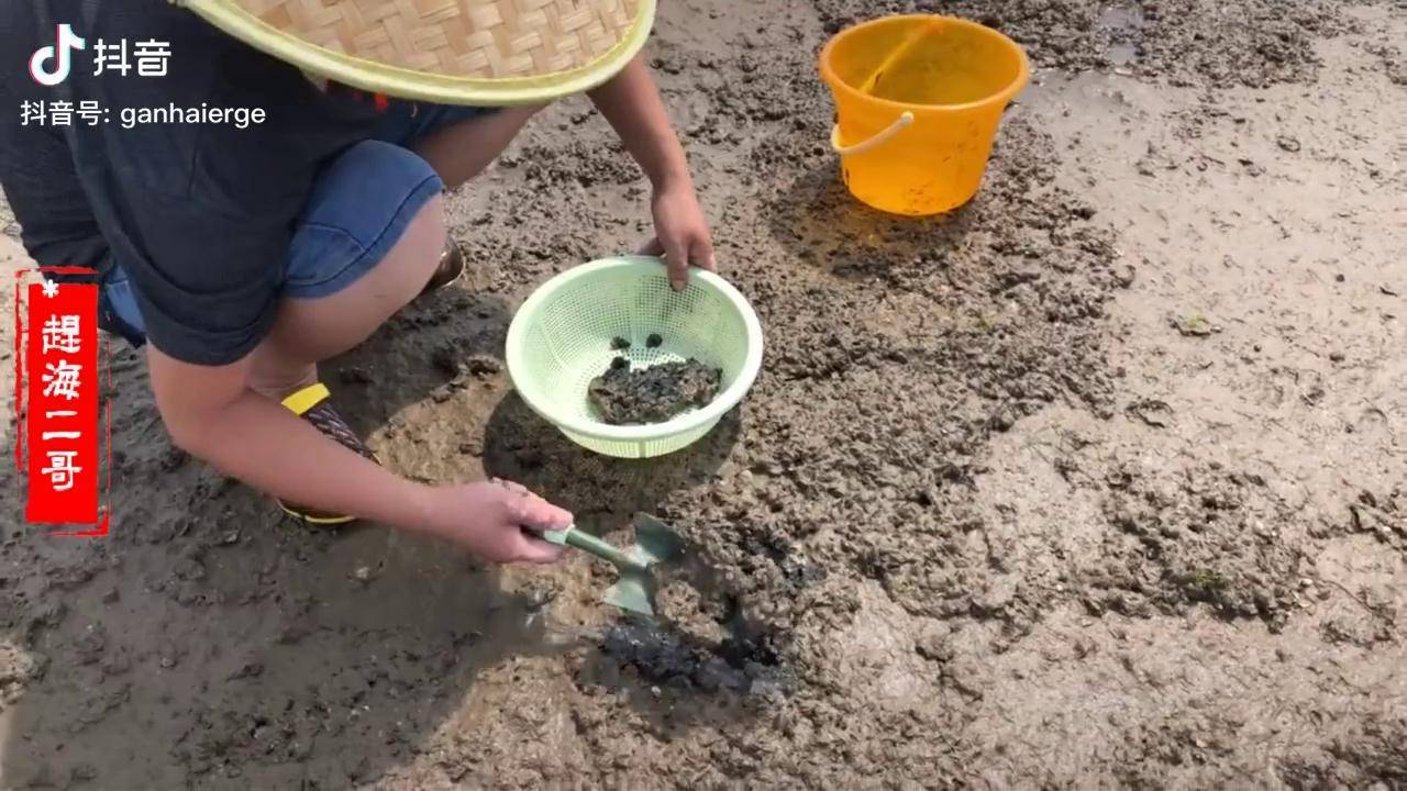 二哥赶海发现海里大石头长满了薄壳米海瓜子一小会就抓一桶