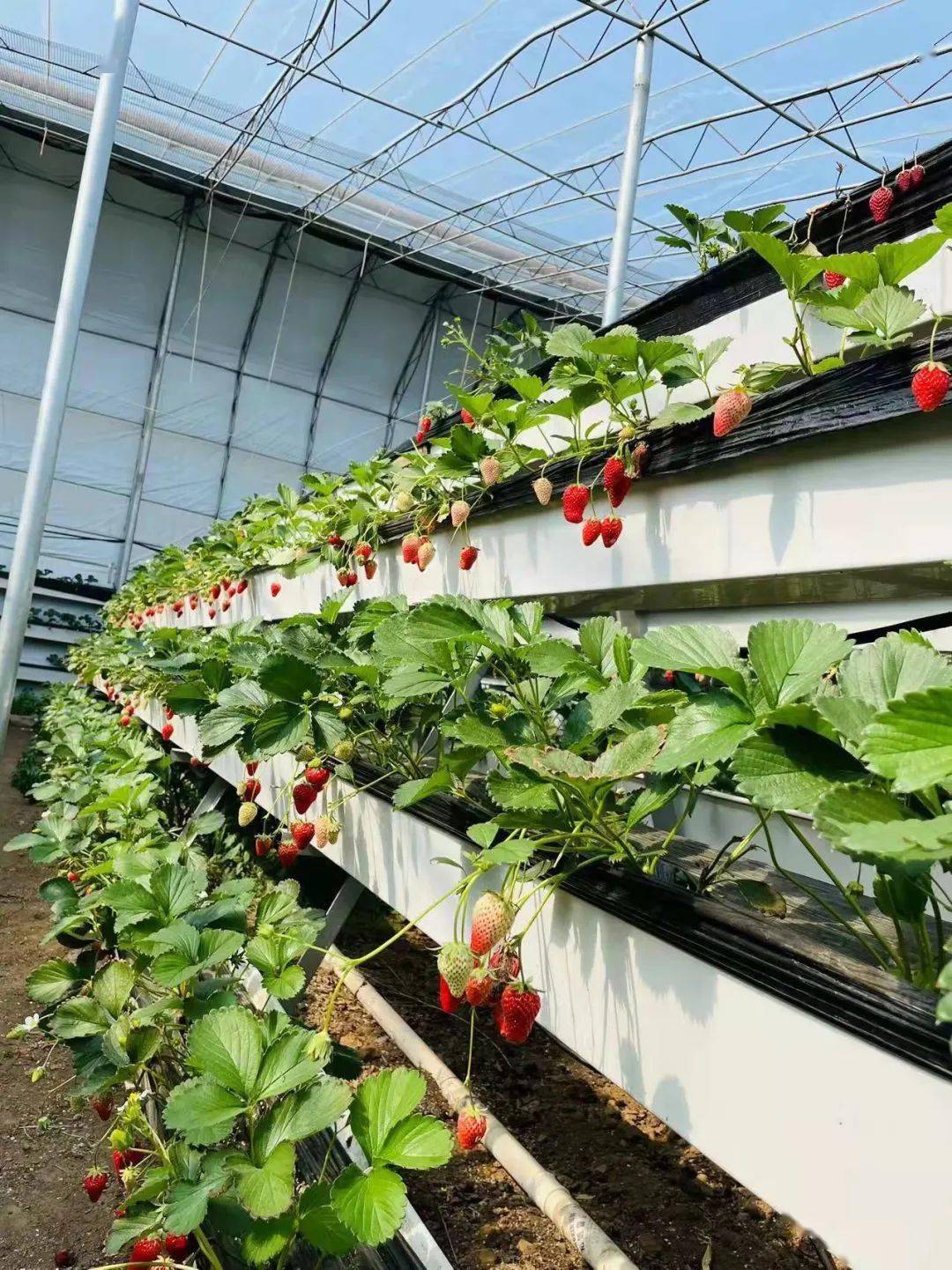 张家楼草莓采摘攻略来了