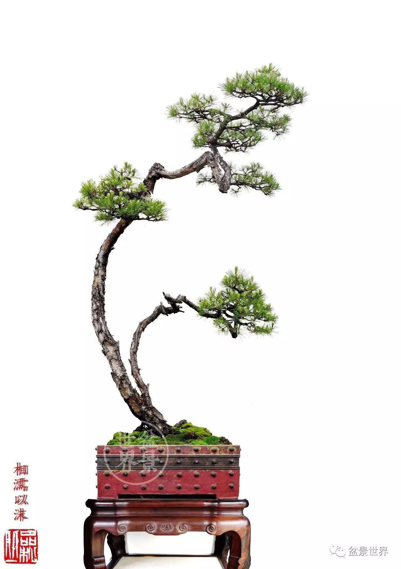 情人树_今天情人节_作品_cm