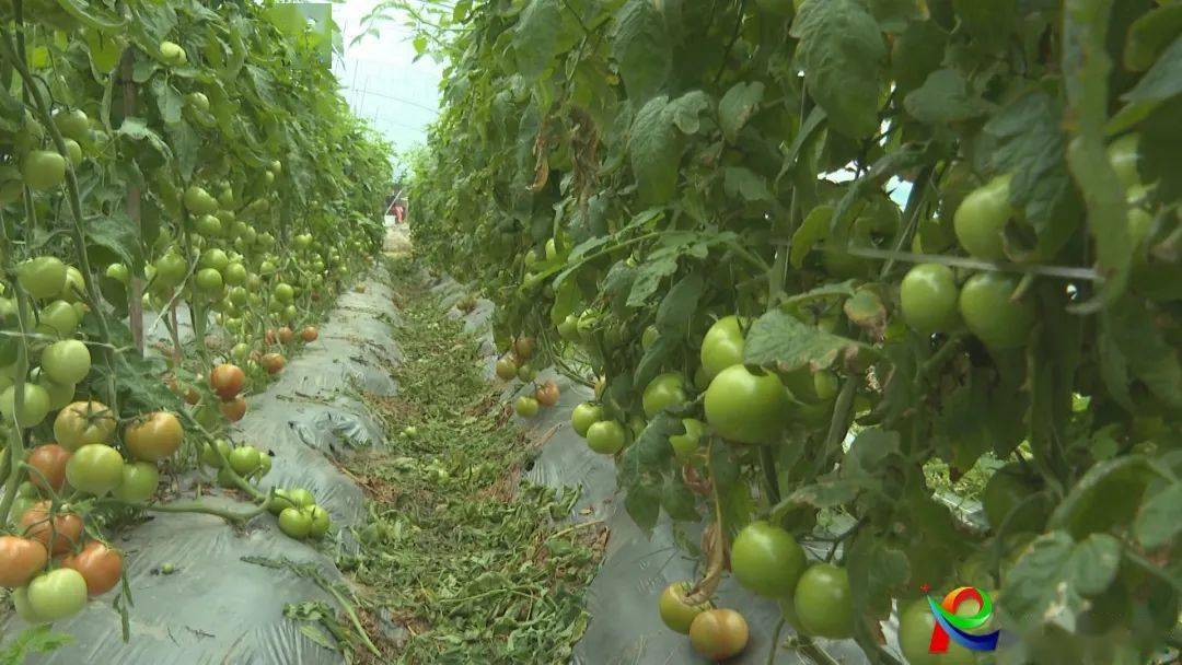 乡村振兴抢鲜上市军埔村大棚蔬菜喜获丰收