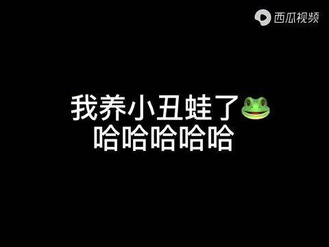 太好玩了你們幫我給小氣包起個名字唄小丑蛙萌寵出道計劃