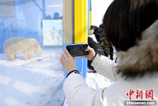 哈尔滨|北极熊室外花式玩雪吃“虎皮元宵”