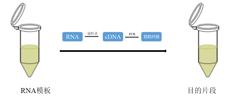 于对高/低丰度的目的基因进行精准定量分析,构建rna高效的反转录体系