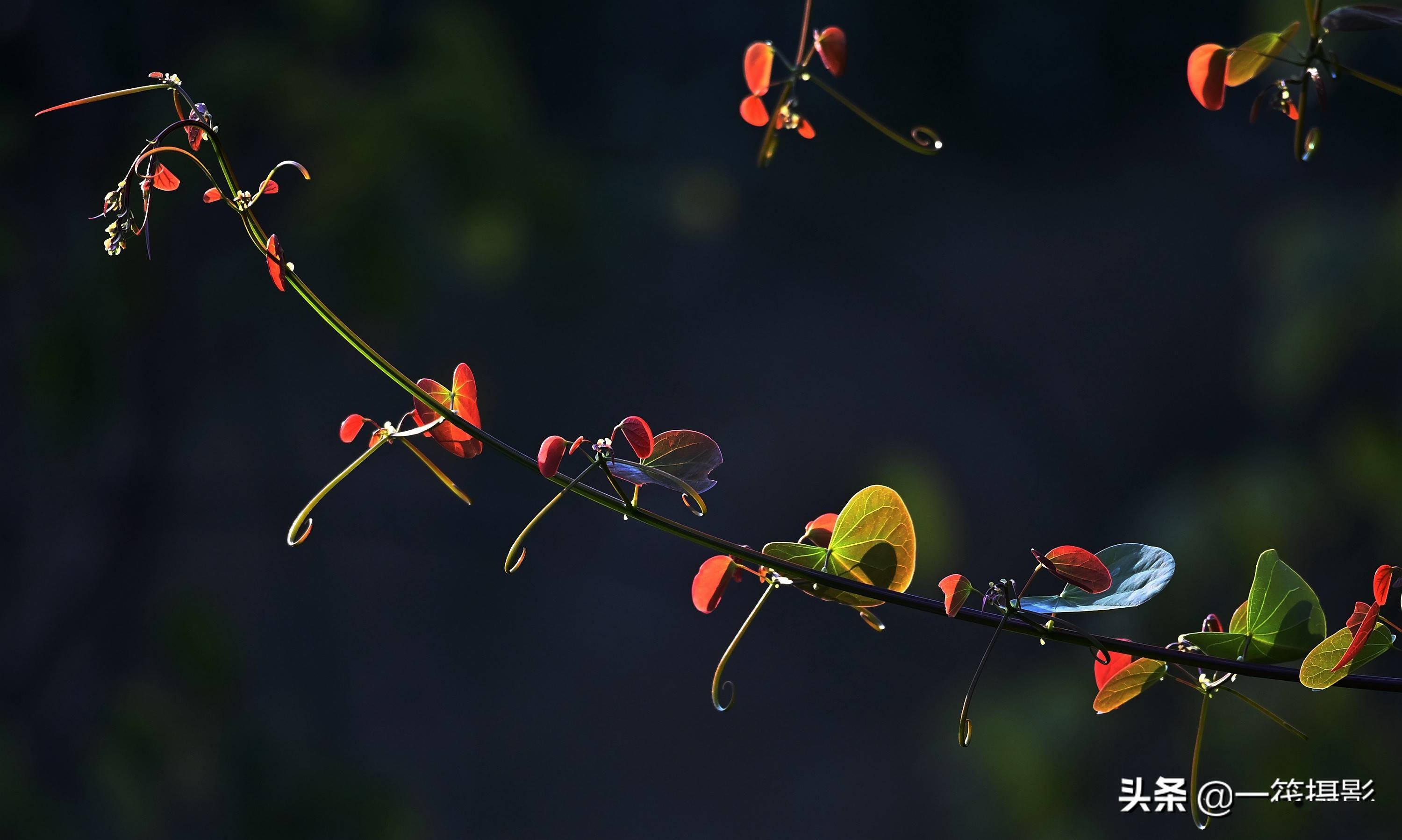 逆光之藤囊托羊蹄甲